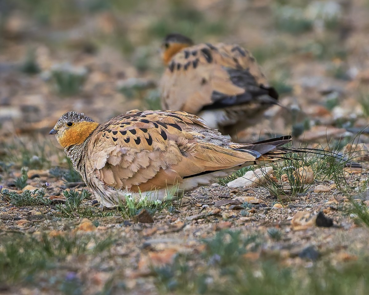 Tibetan Sandgrouse - ML645931046