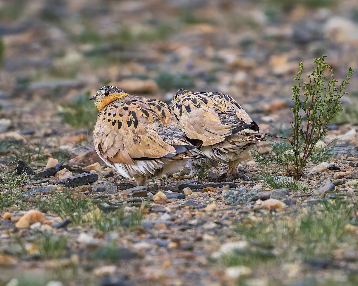 Tibetan Sandgrouse - ML645931047