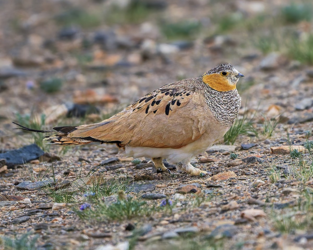 Tibetan Sandgrouse - ML645931048