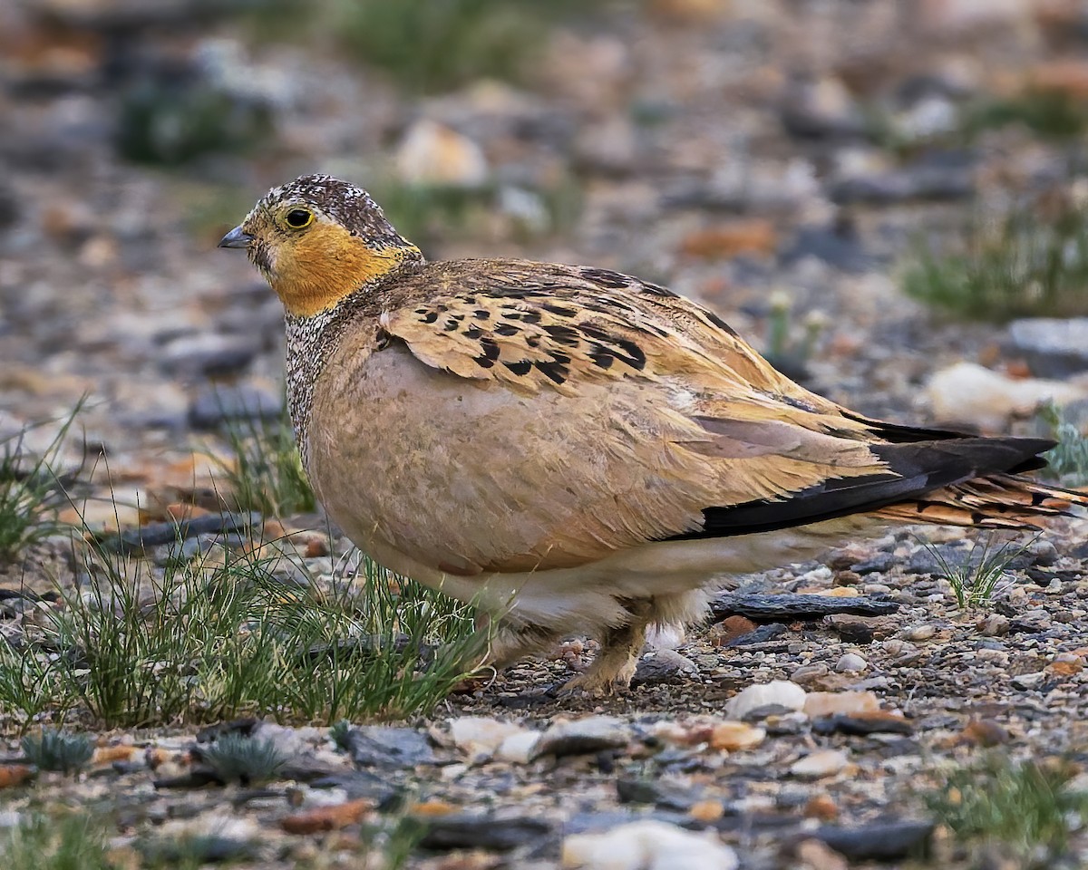 Tibetan Sandgrouse - ML645931057