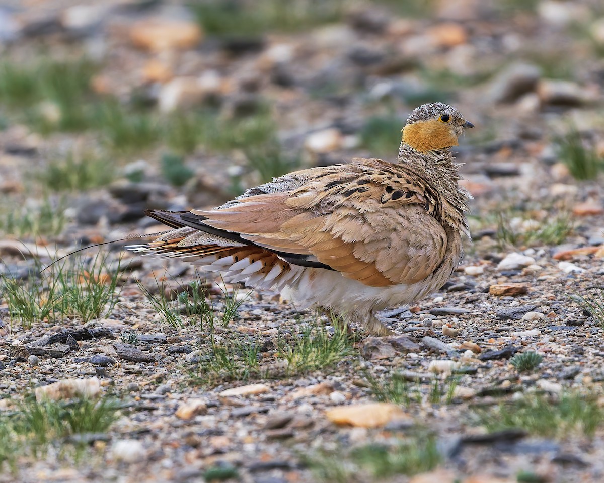 Tibetan Sandgrouse - ML645931058