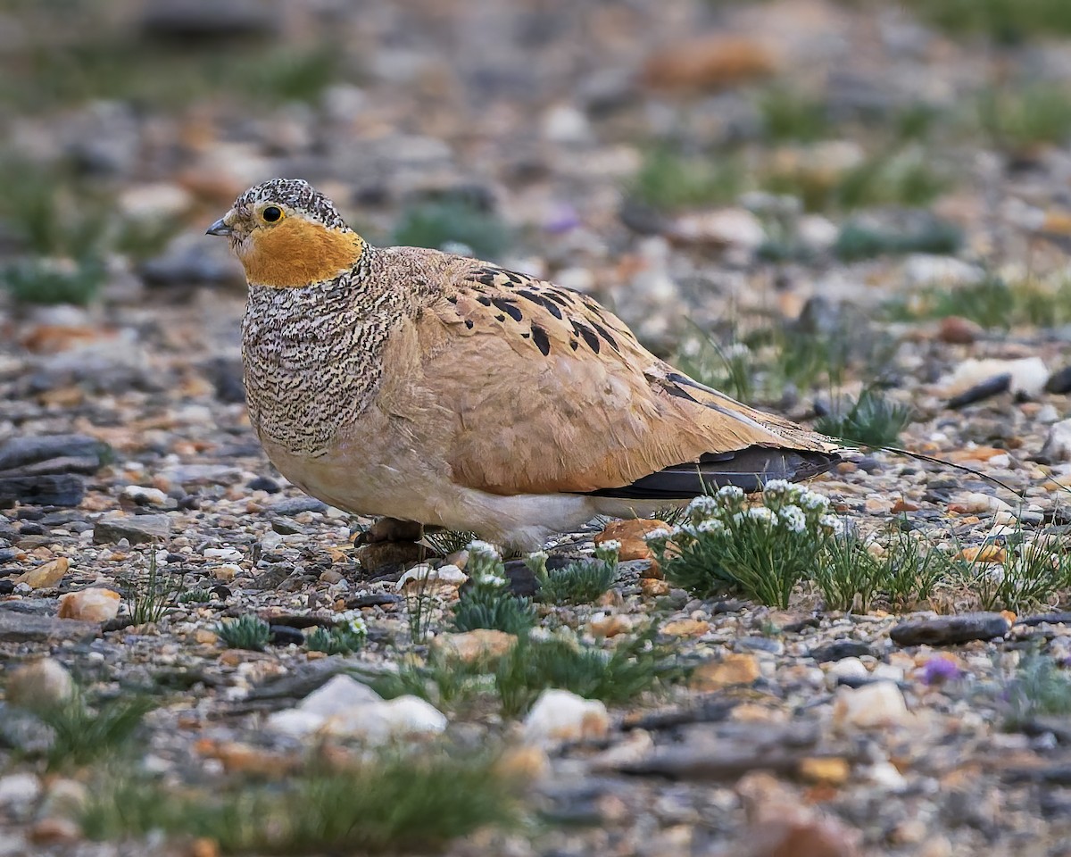 Tibetan Sandgrouse - ML645931059