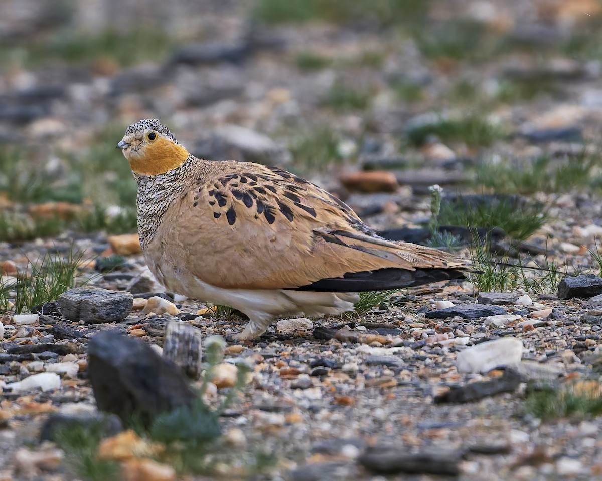 Tibetan Sandgrouse - ML645931060