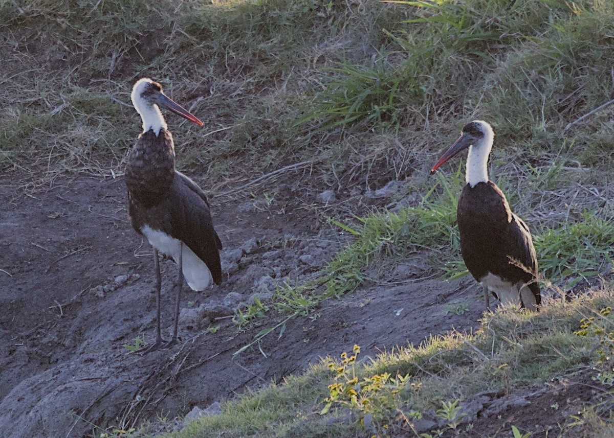 African Woolly-necked Stork - ML645931066