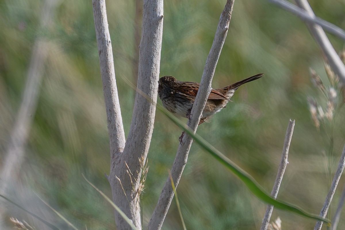 Swamp Sparrow - ML645931155