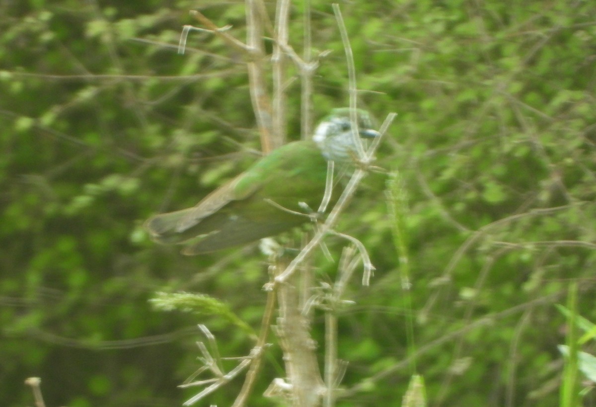 Shining Bronze-Cuckoo - ML645931167