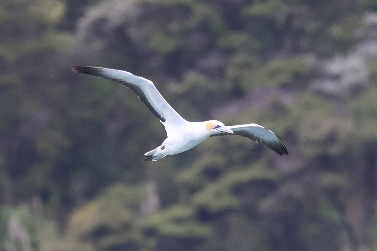 Australasian Gannet - ML645931170
