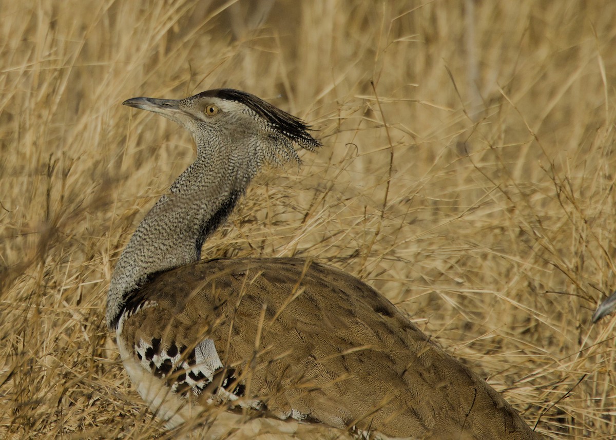 Kori Bustard - ML645931194