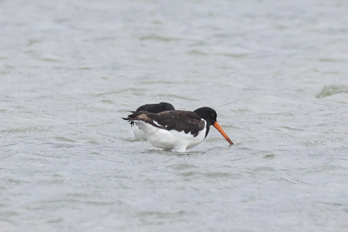 South Island Oystercatcher - ML645931197