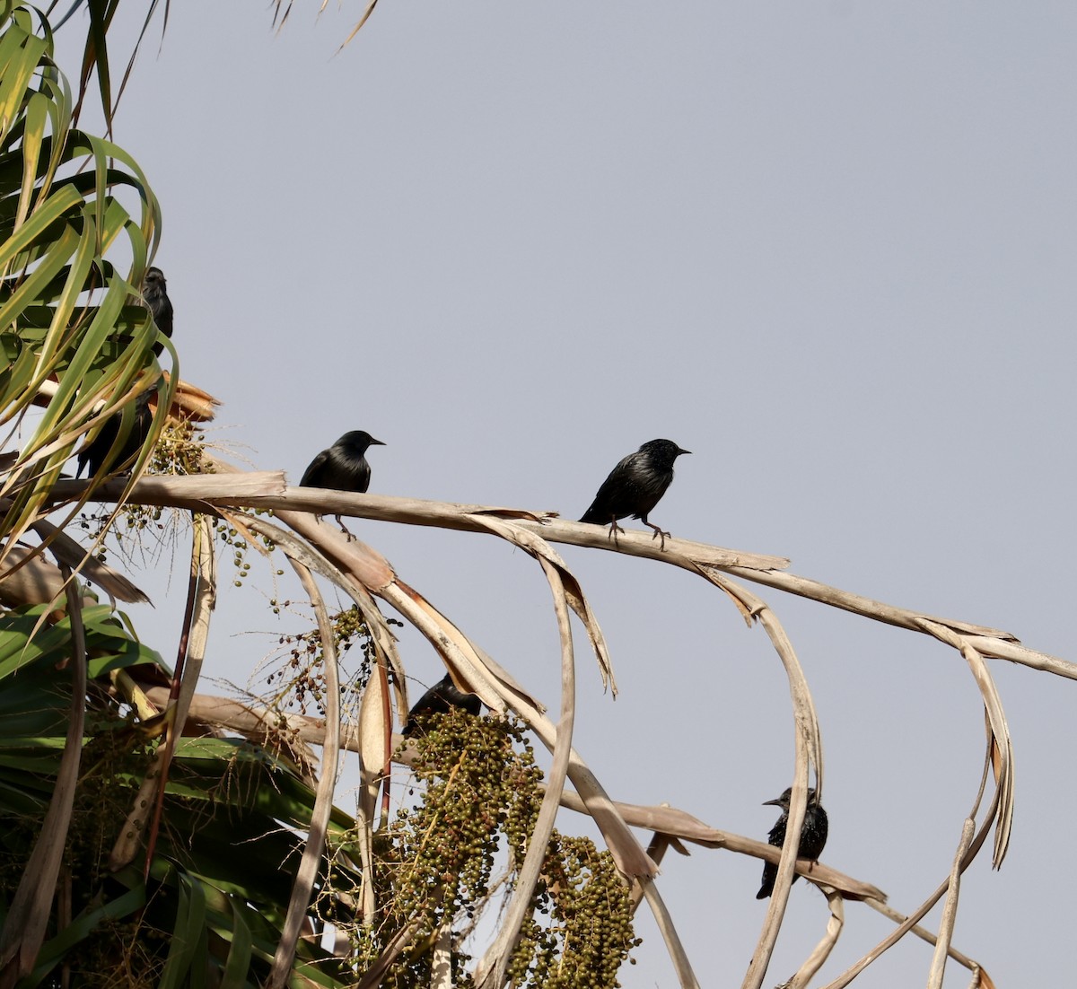 Étourneau unicolore - ML645931199