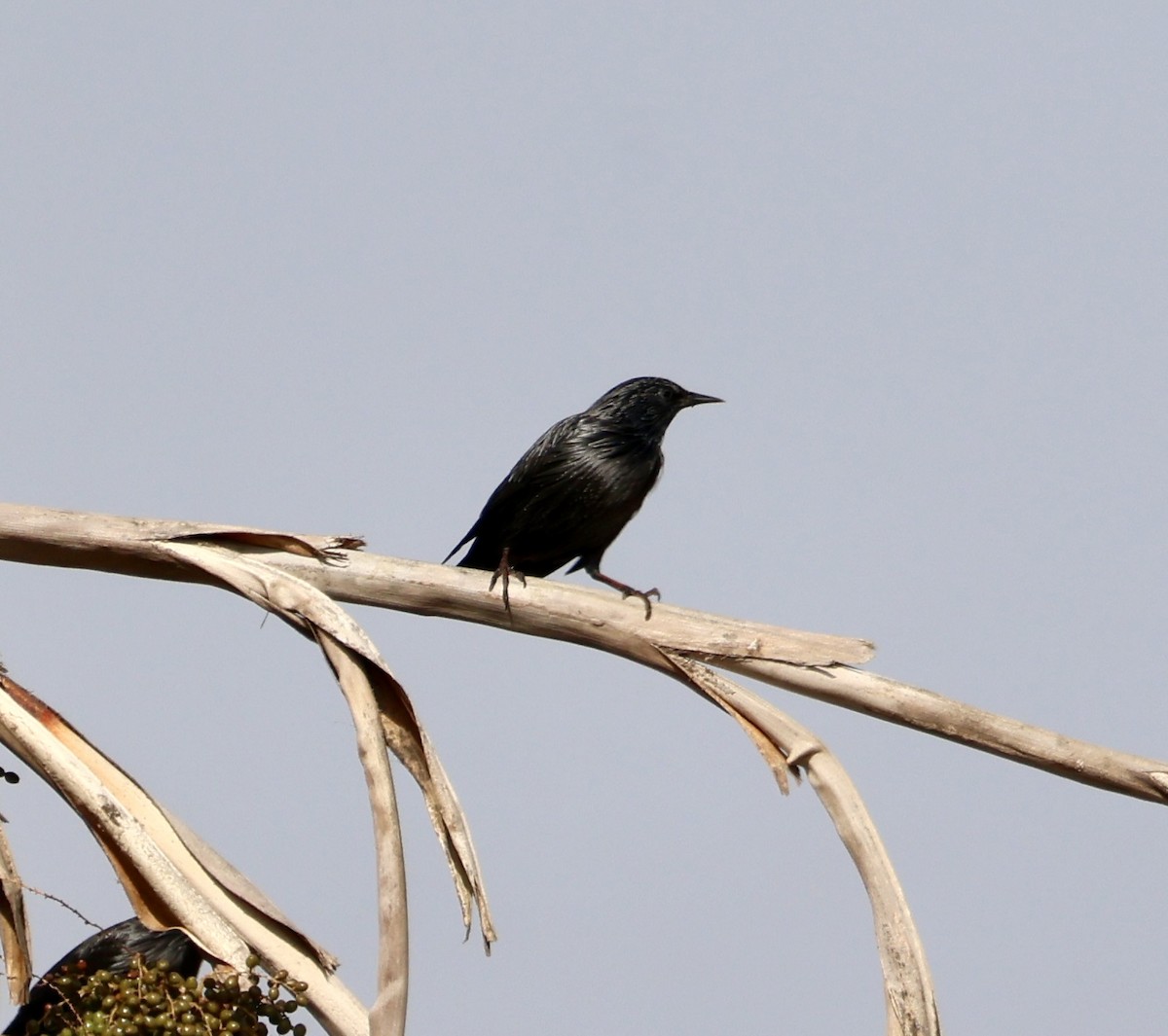 Étourneau unicolore - ML645931200