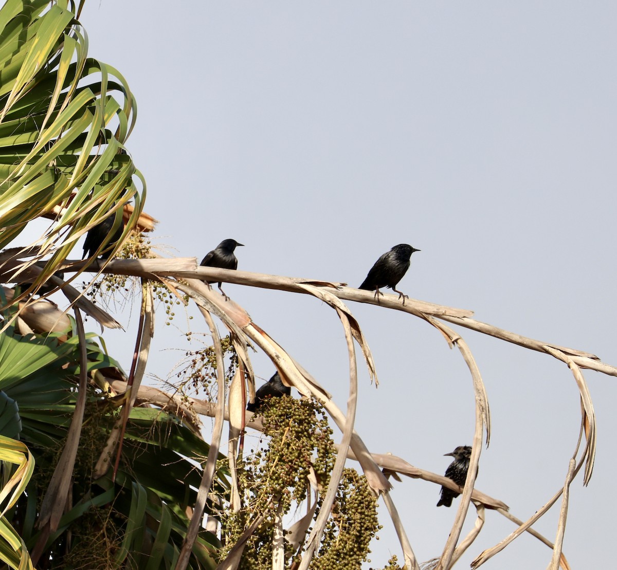 Étourneau unicolore - ML645931201