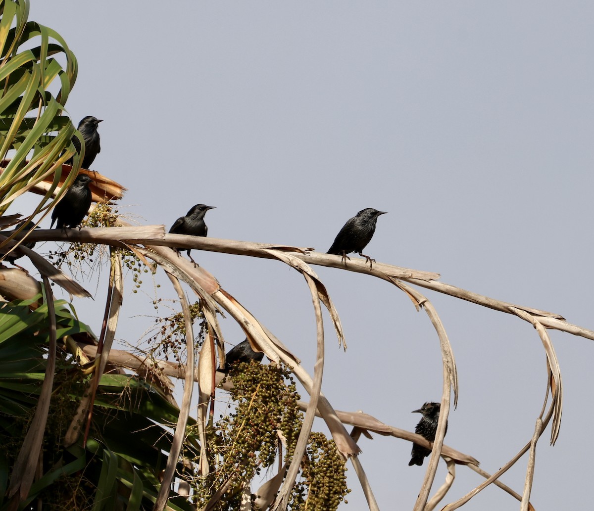 Étourneau unicolore - ML645931202