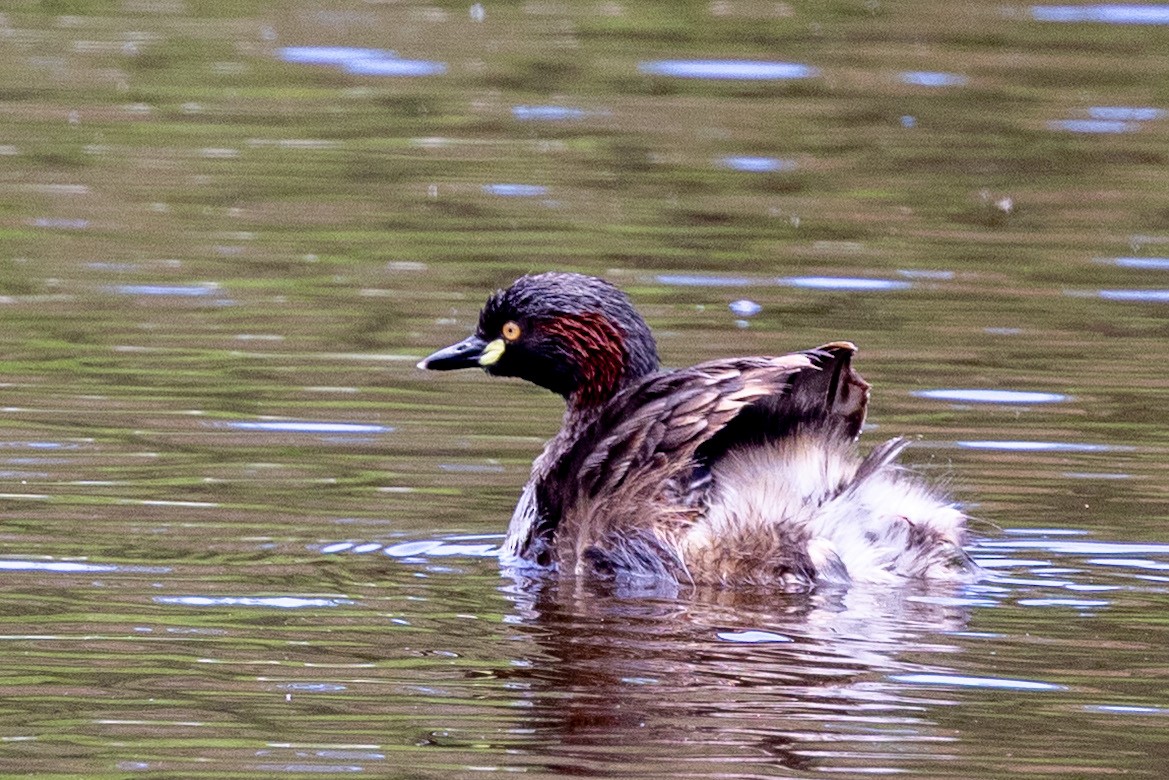 Australasian Grebe - ML645931203