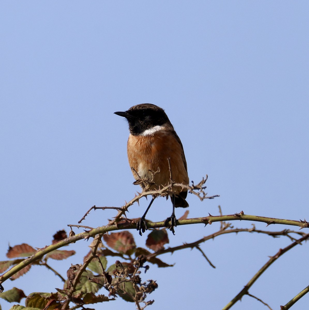European Stonechat - ML645931208