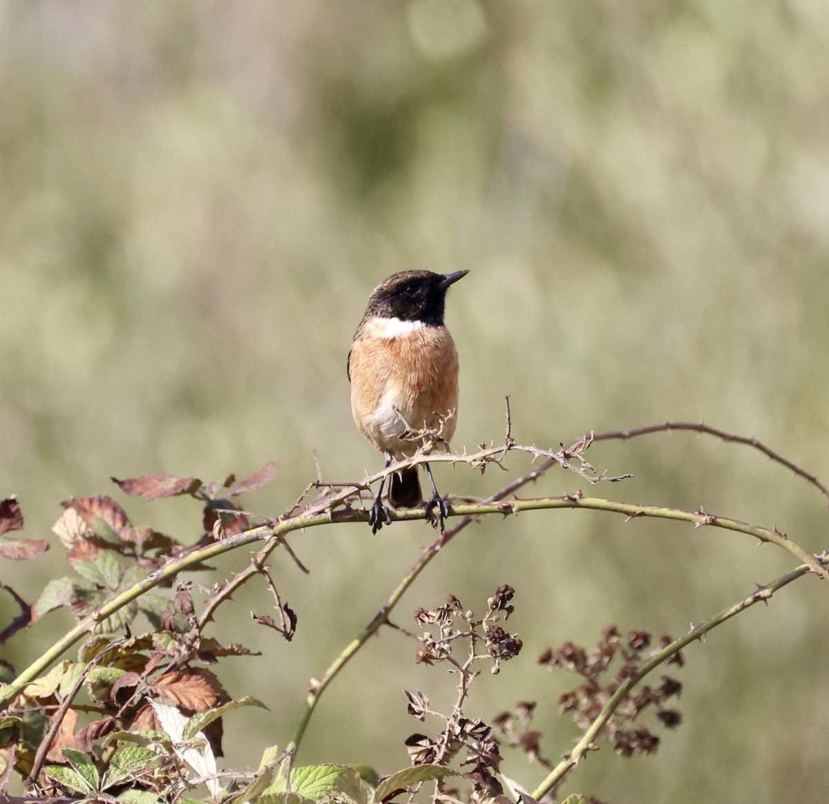 European Stonechat - ML645931209