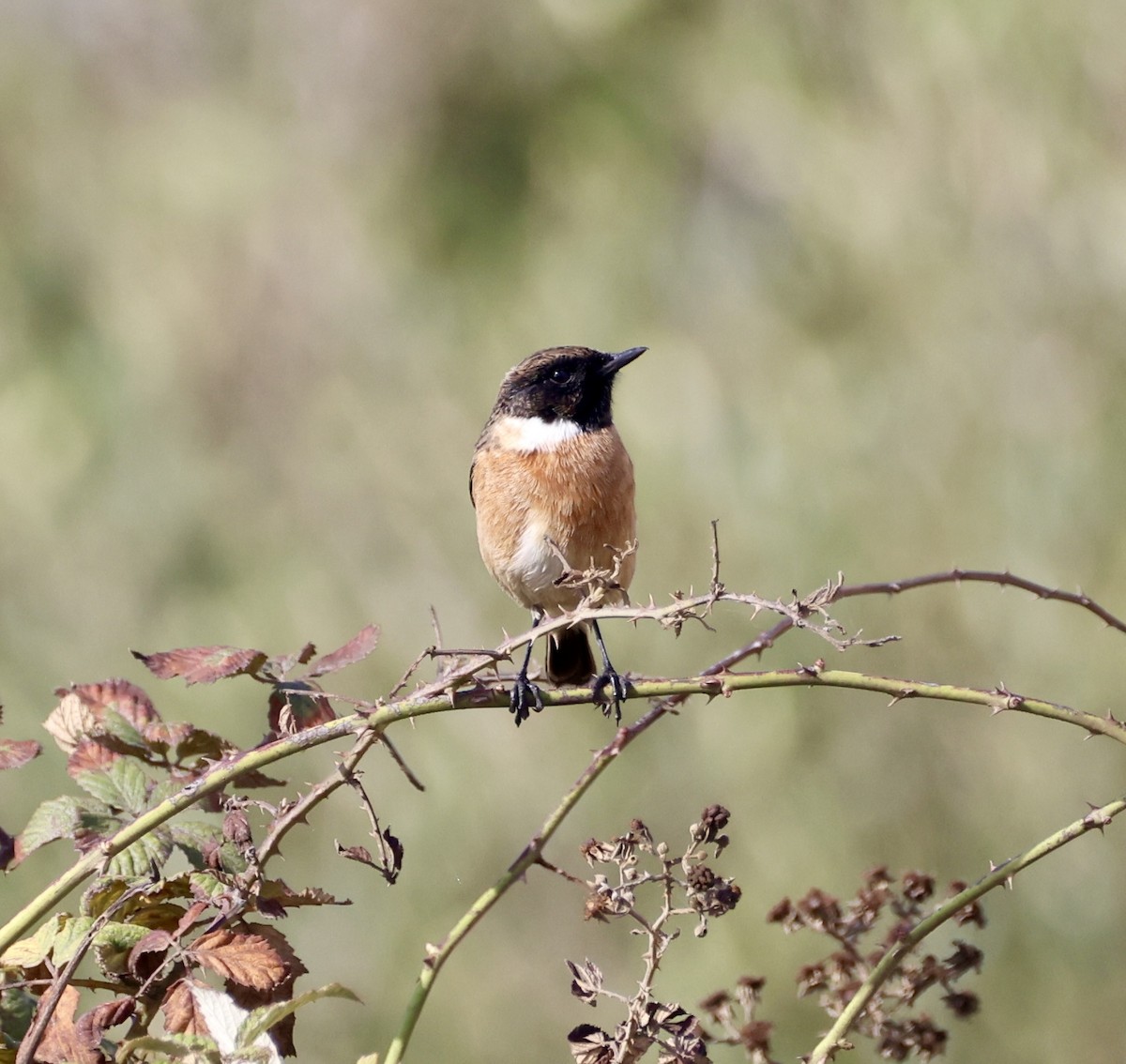 European Stonechat - ML645931210