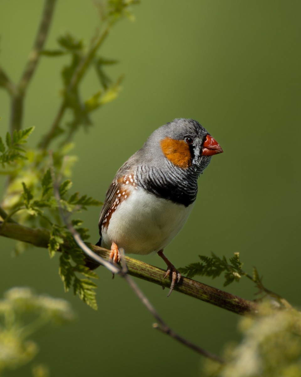 Zebra Finch (Australian) - ML645931212
