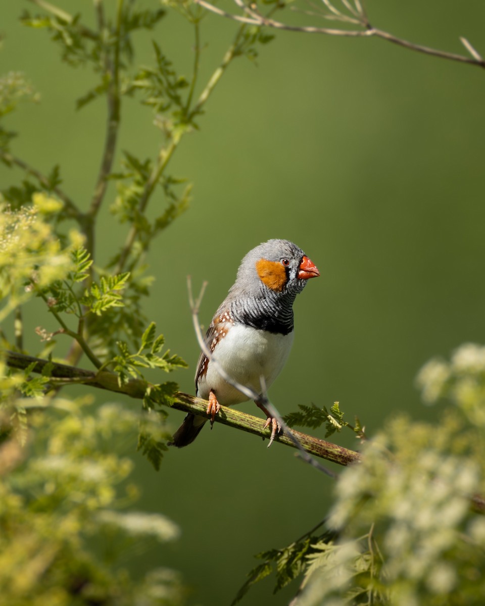 Zebra Finch (Australian) - ML645931213