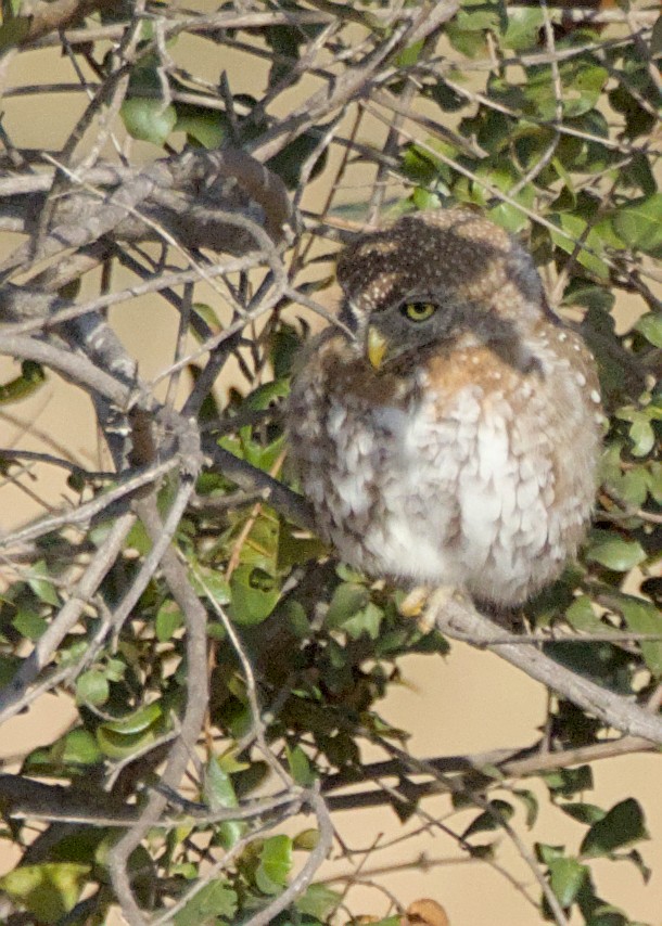 Pearl-spotted Owlet - ML645931230