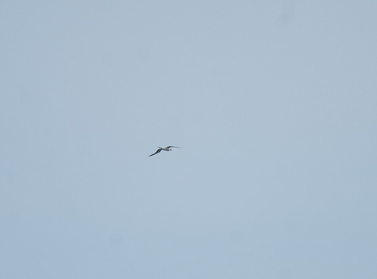 Australasian Gannet - ML645931231