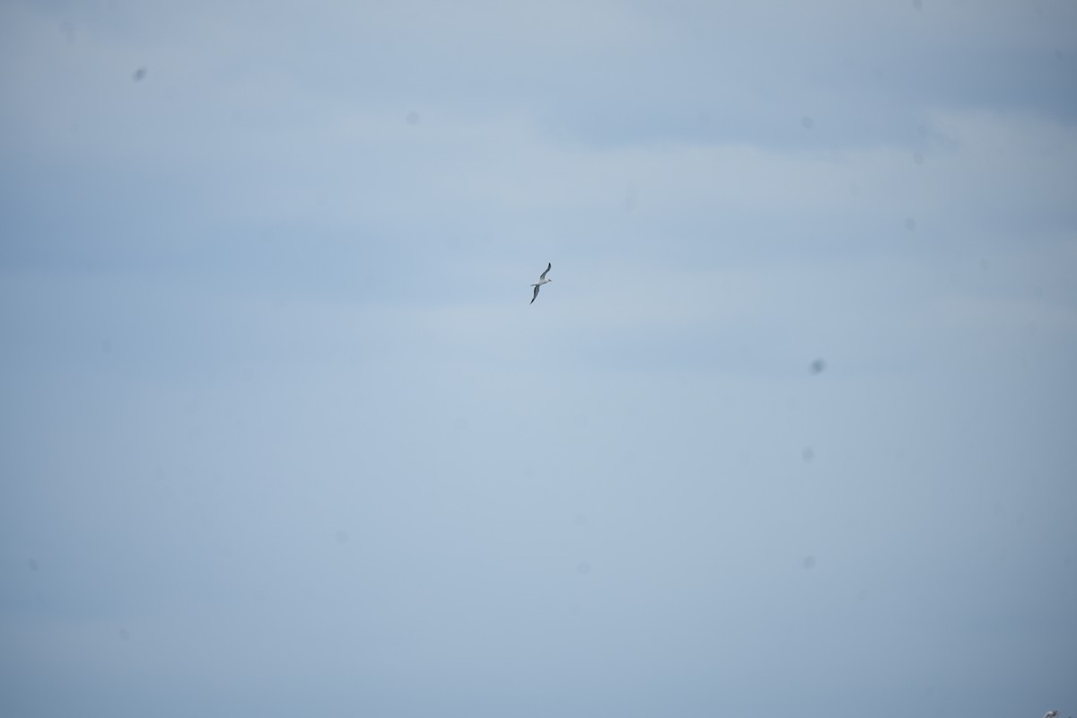 Australasian Gannet - ML645931232