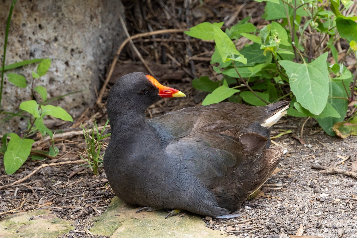 Тёмная камышница - ML645931235