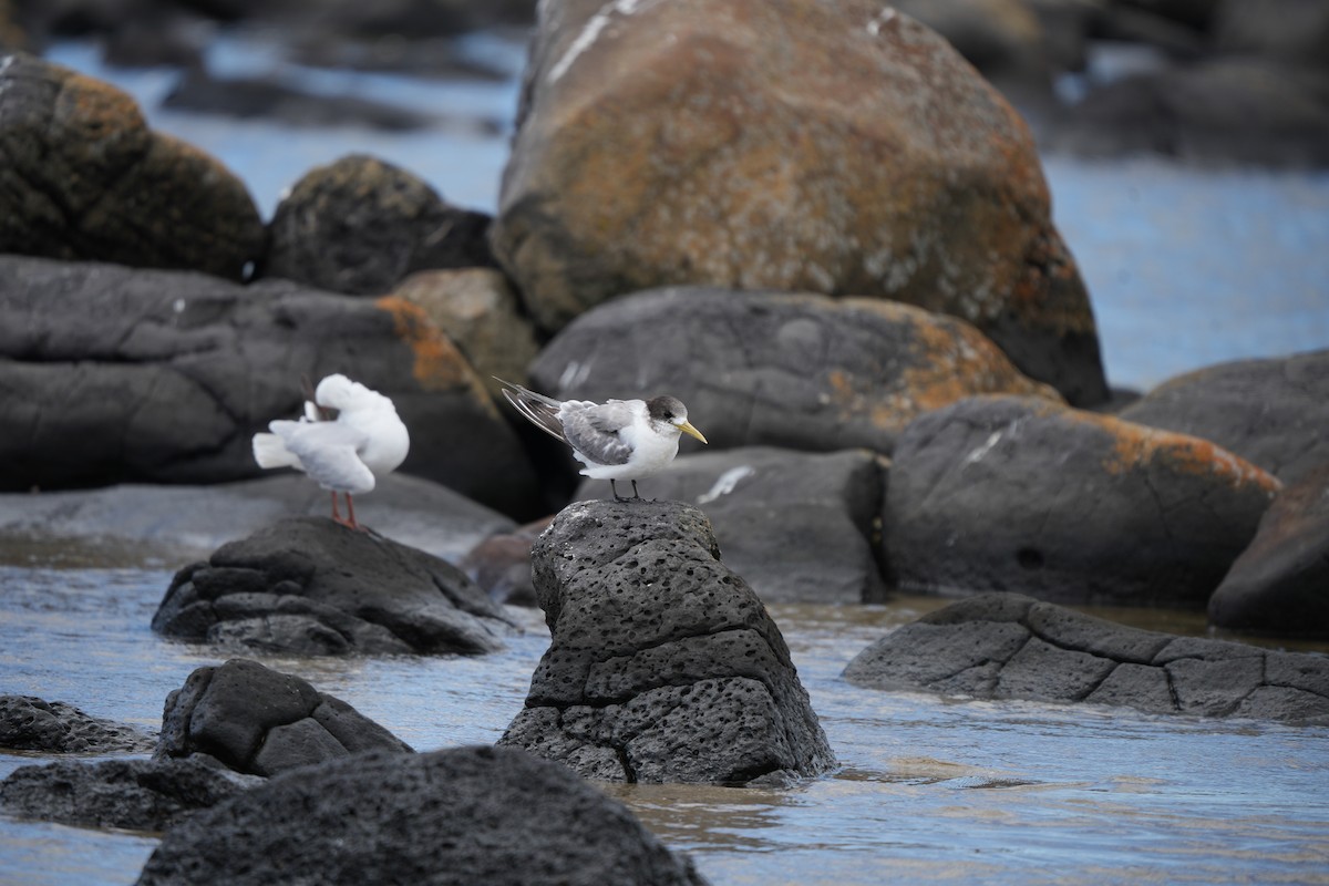 Хохлатая крачка - ML645931236