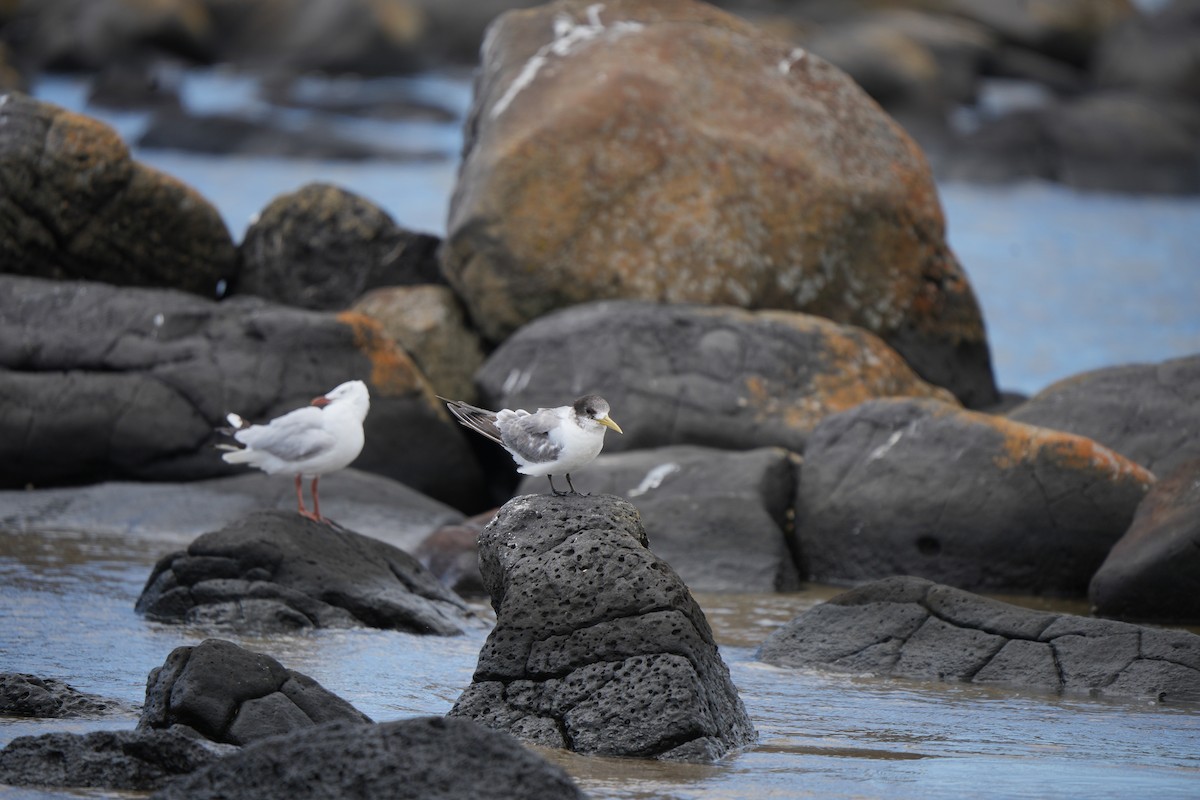 Хохлатая крачка - ML645931237