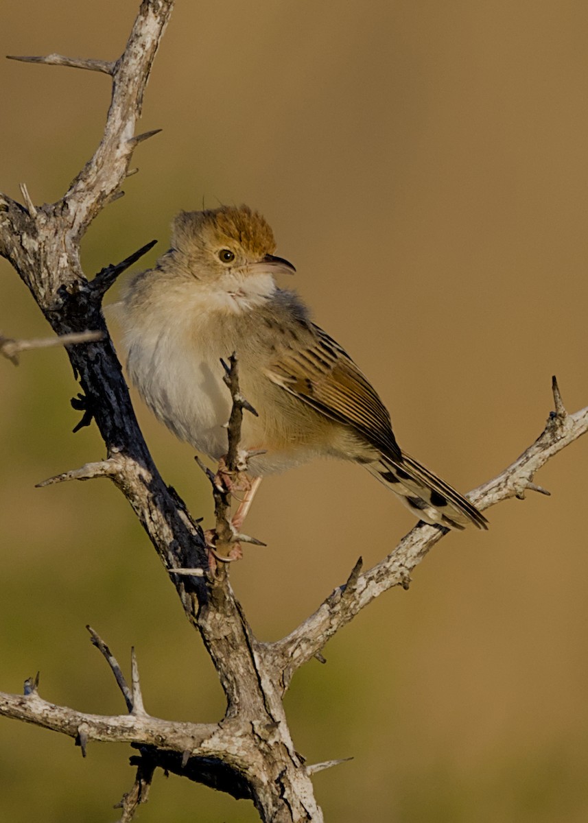 Рыжеплечая цистикола - ML645931239