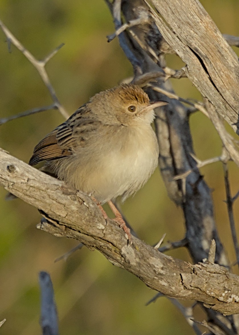 Рыжеплечая цистикола - ML645931240