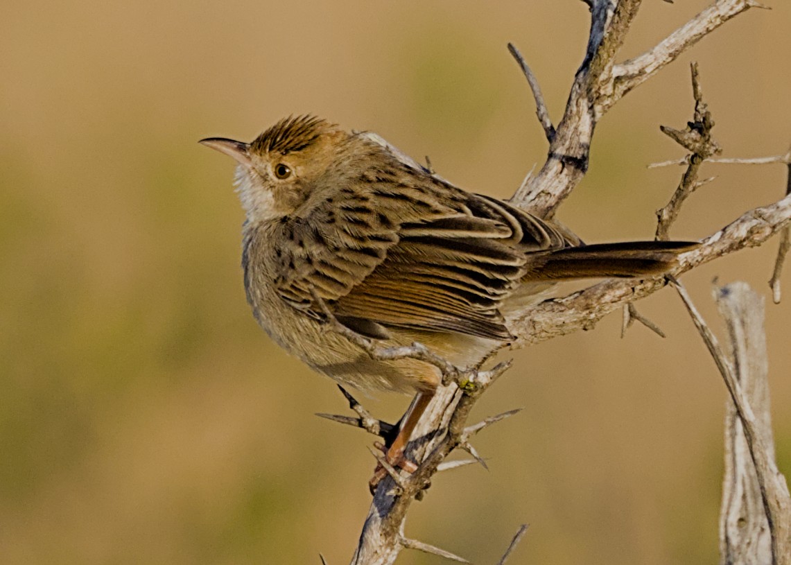 Рыжеплечая цистикола - ML645931241