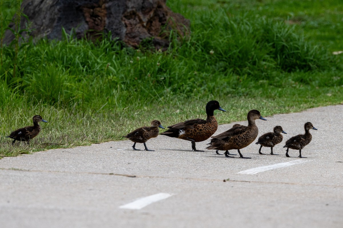 Каштановый чирок - ML645931242