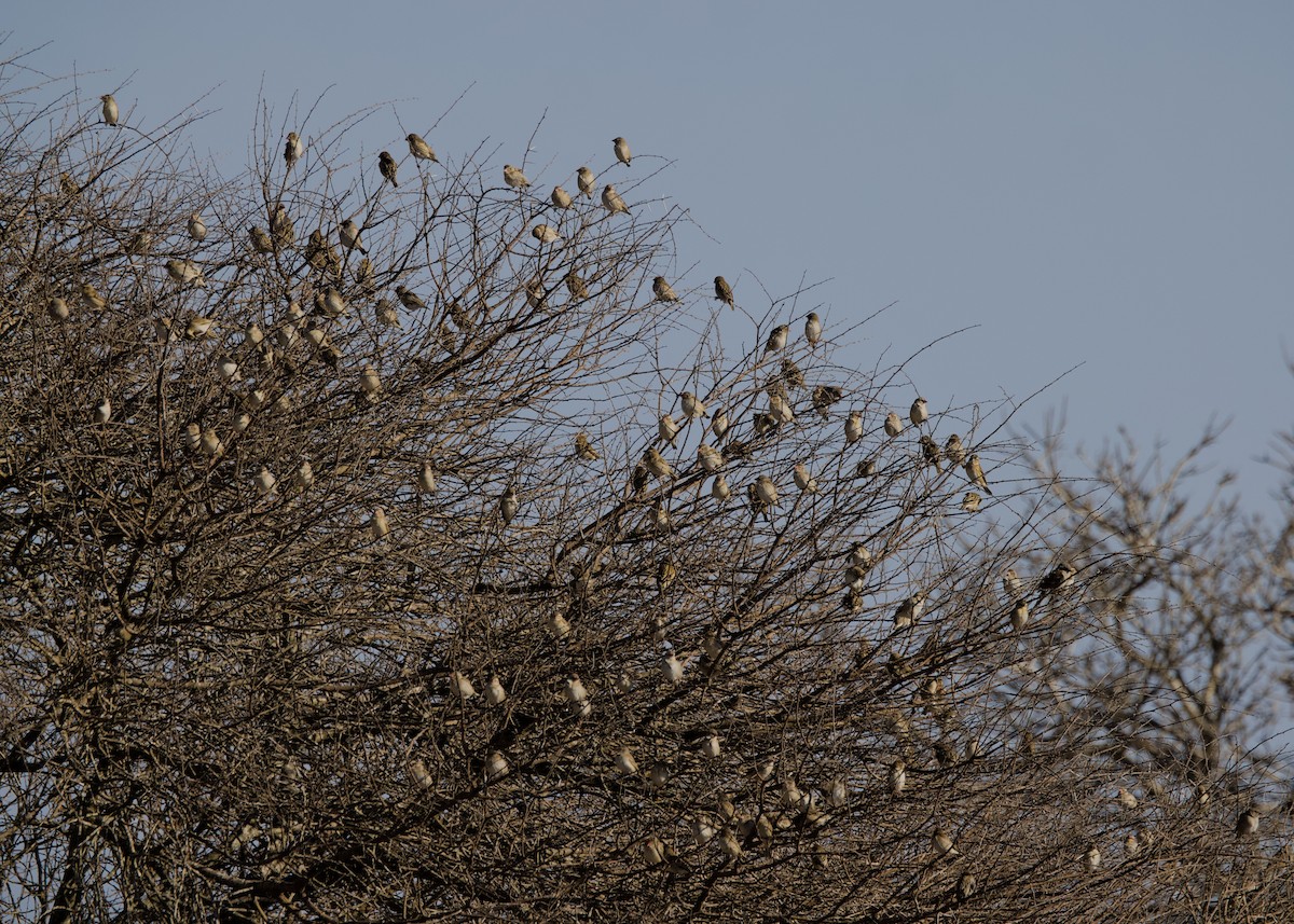 Красноклювая квелия - ML645931243