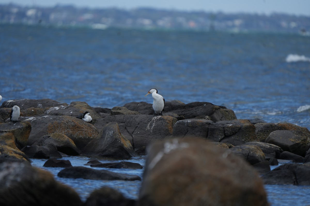 Пегий баклан - ML645931244