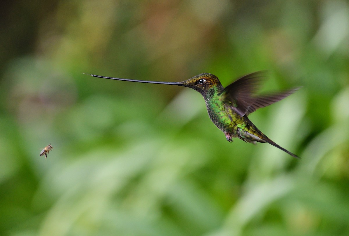 Мечеклюв - ML645931255