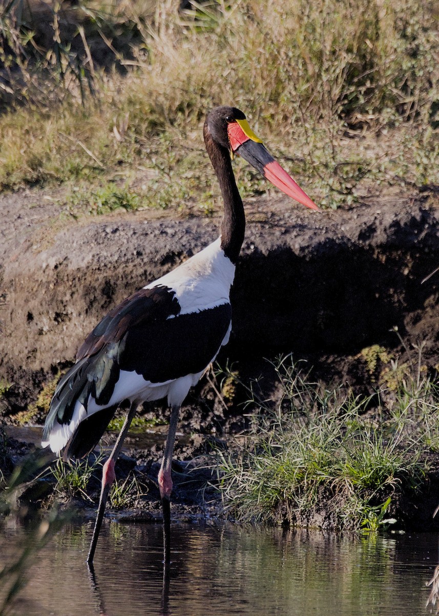 Африканский седлоклюв - ML645931256