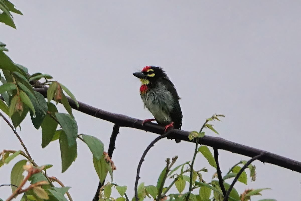 Краснолобый бородастик - ML645931263