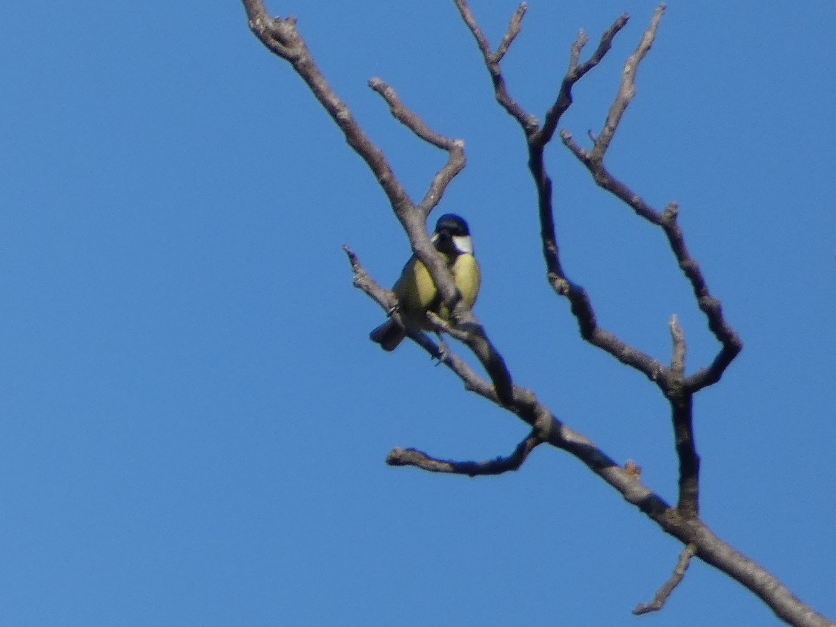 Большая синица - ML645931273