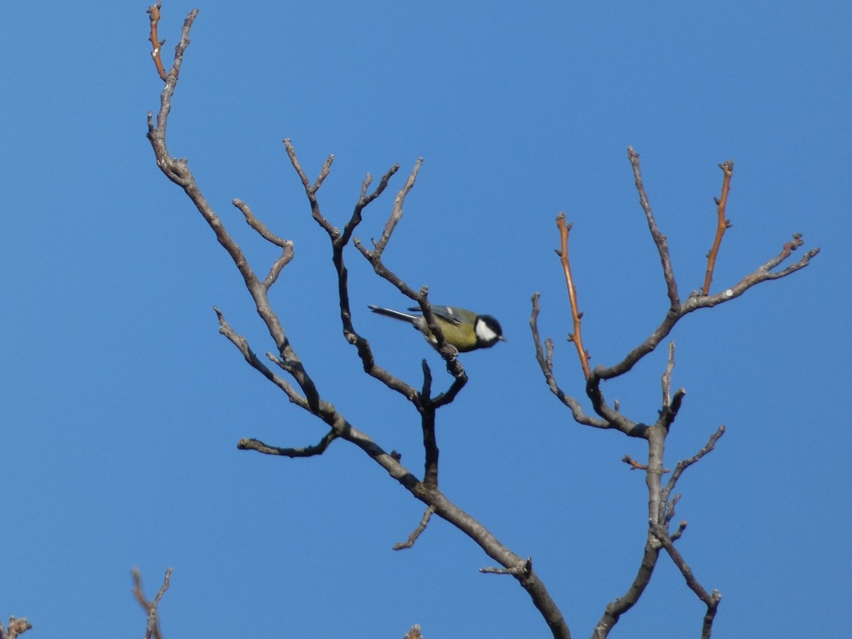 Большая синица - ML645931274