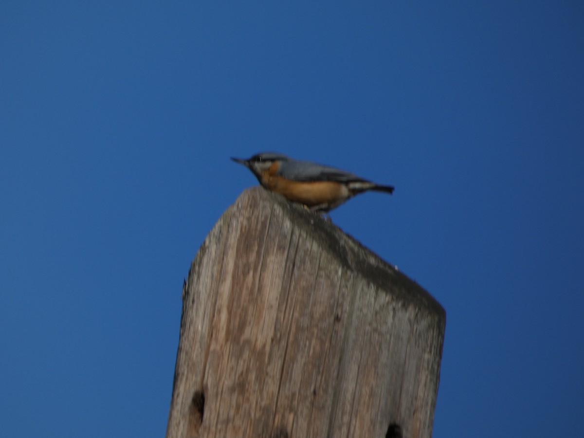 Обыкновенный поползень - ML645931276