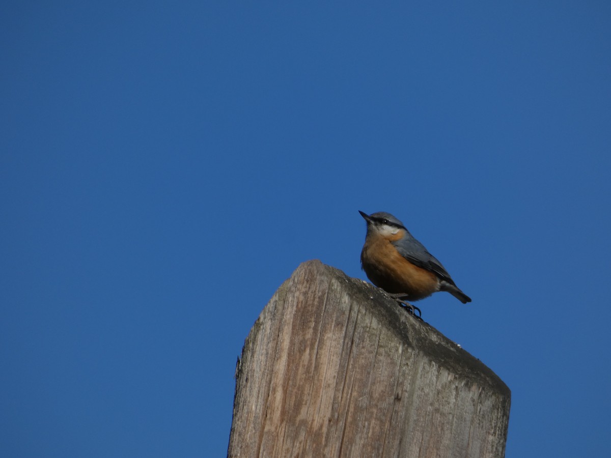 Обыкновенный поползень - ML645931277