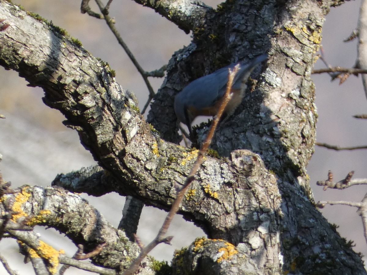 Обыкновенный поползень - ML645931278