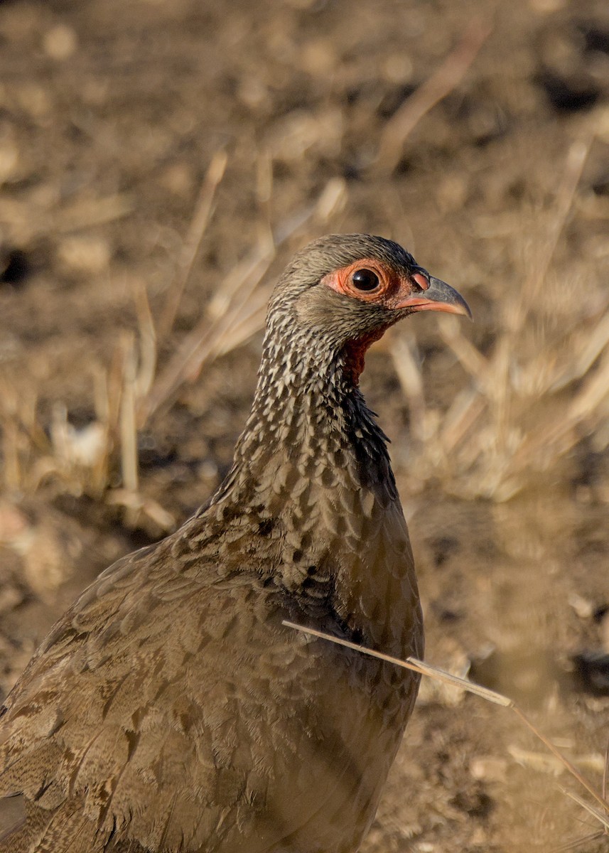 Свенсонов франколин - ML645931279
