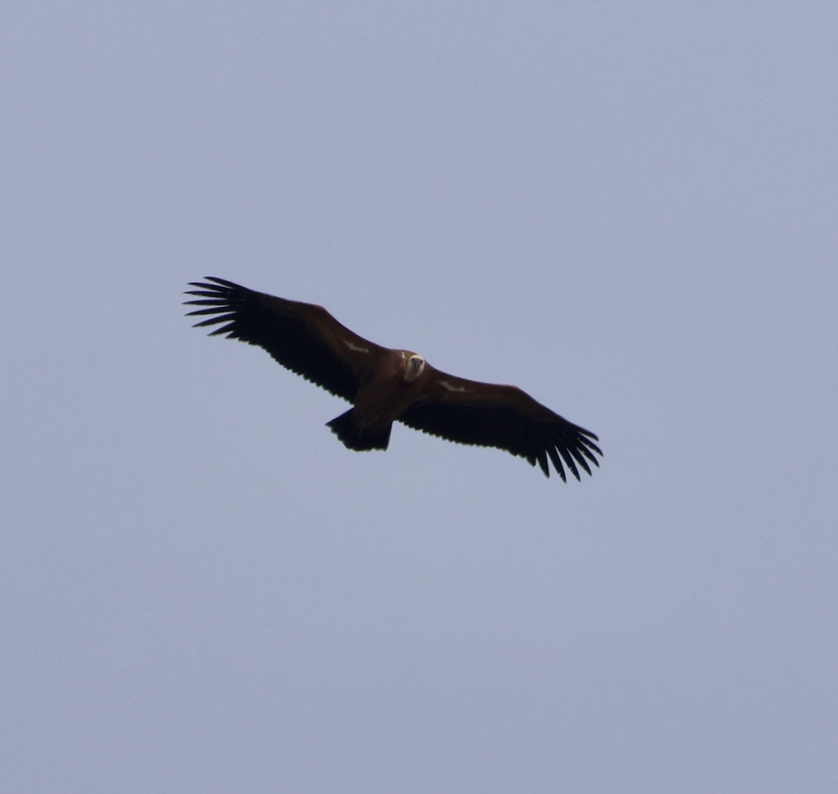 Белоголовый сип - ML645931282