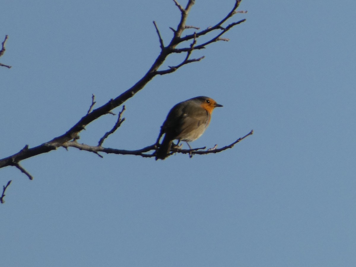 Зарянка - ML645931283