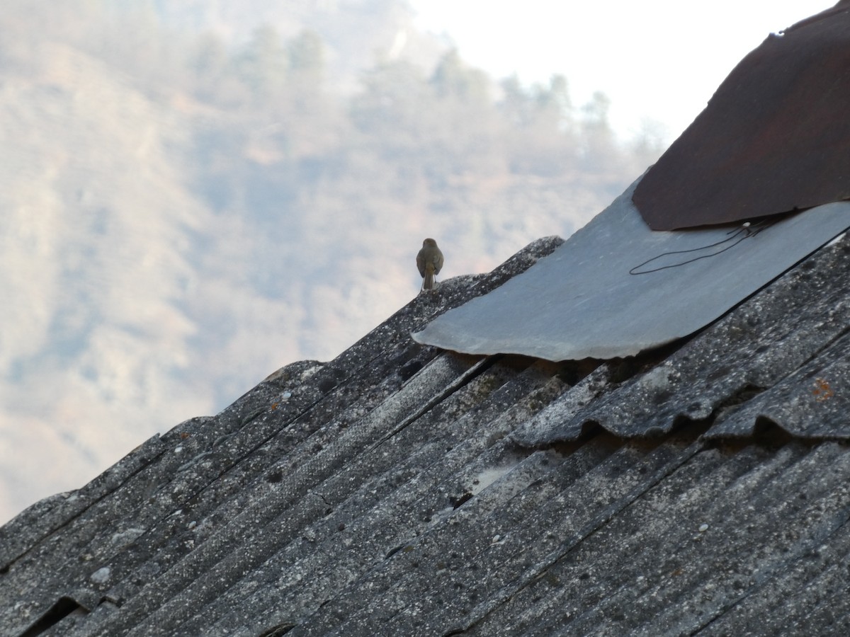 Зарянка - ML645931284