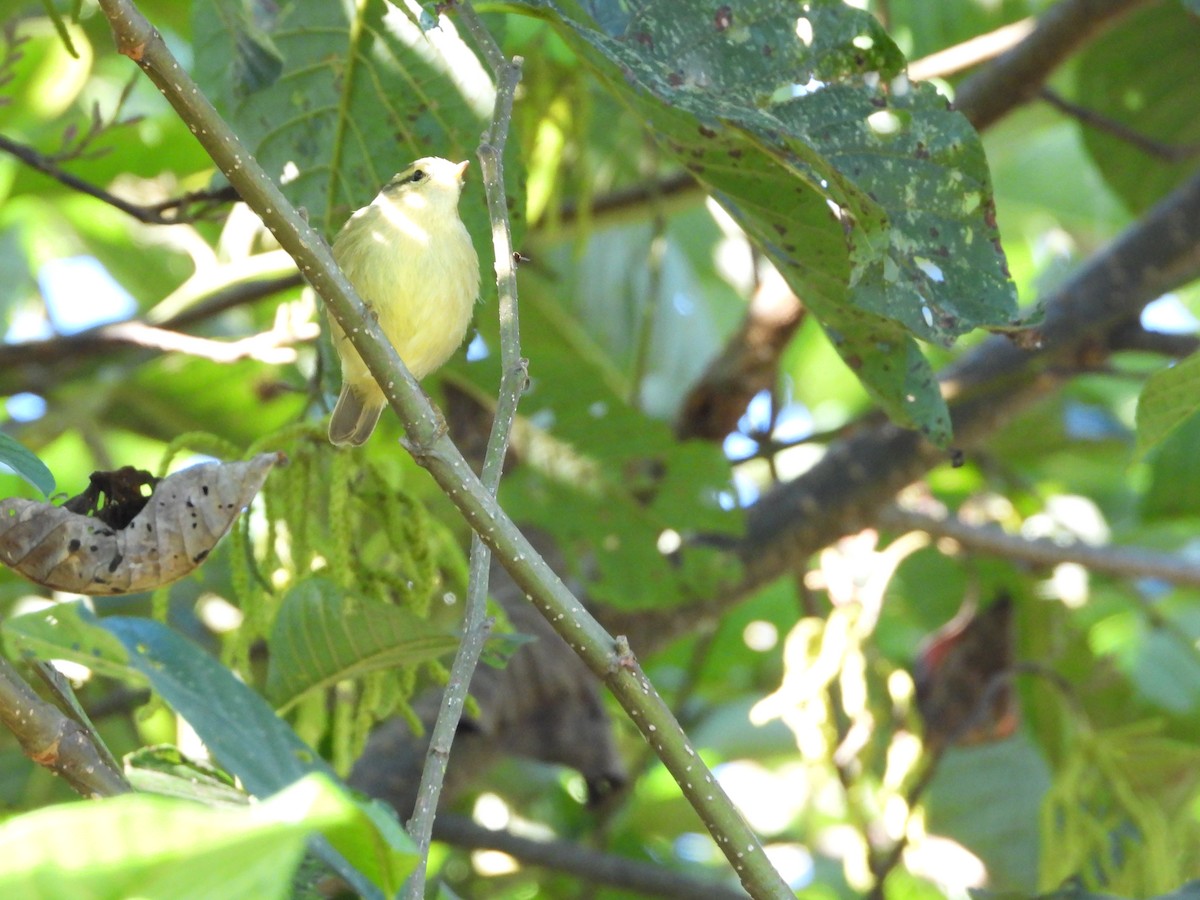 Tickell's Leaf Warbler - ML645931285