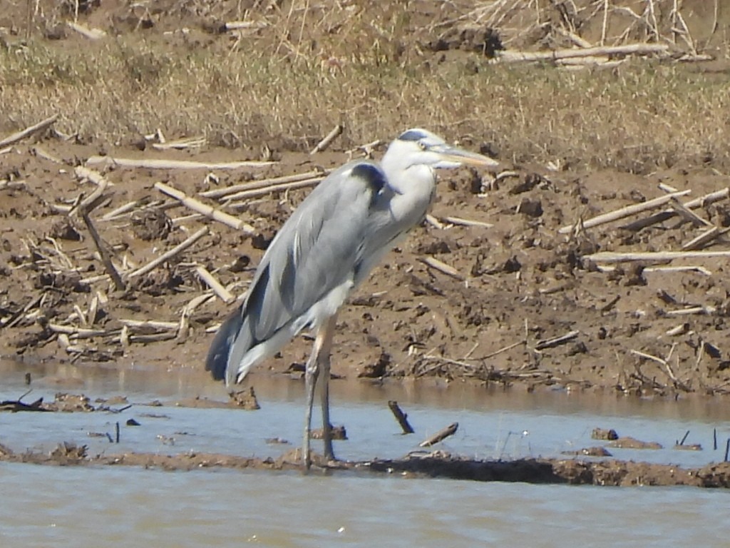 Серая цапля - ML645931286
