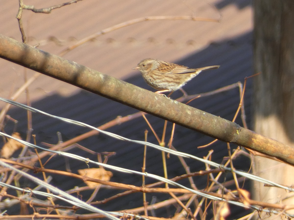 Лесная завирушка - ML645931287